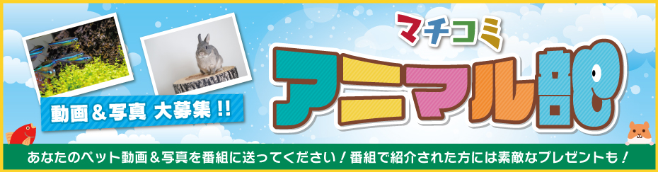 マチコミ「アニマル部」　メールフォーム