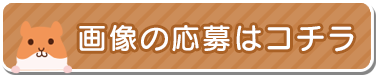 応募フォーム