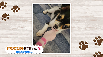 マチコミ ワンニャン部 テレ玉 地デジ3ch