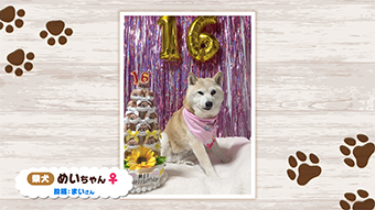 マチコミ ワンニャン部 テレ玉 地デジ3ch