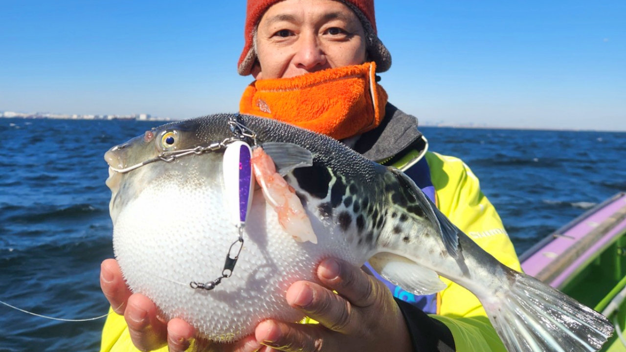 掛けたら絶対にGETしたい超・⾼級魚！トラフグ釣りならまかせろ！
